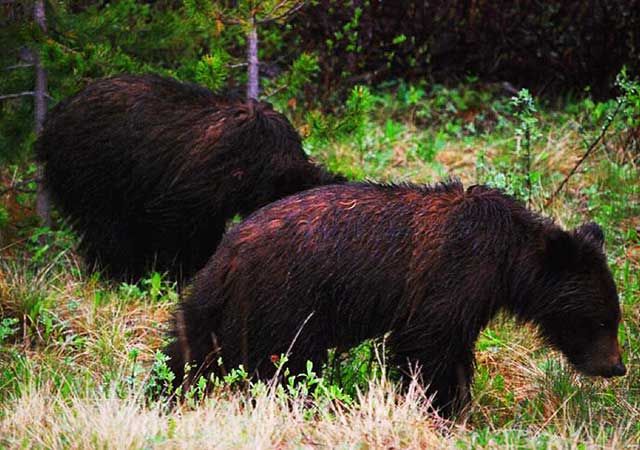 A pair of grizzly bears along the shore of the river.